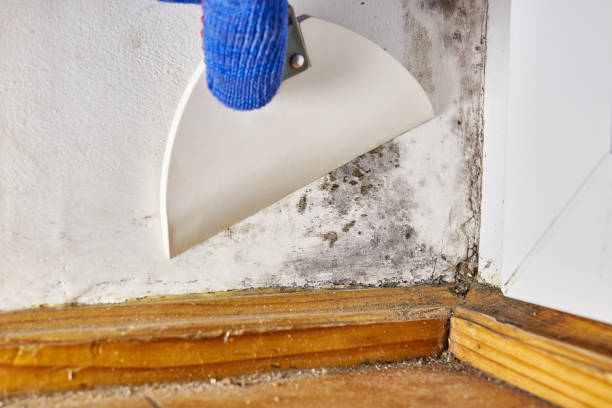 Best Emergency Mold Remediation  in Fort Valley, GA